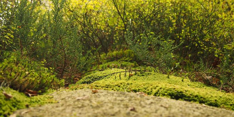 寒冬行车无忧指南:破解电动车续航焦虑,掌握燃油车冷启动秘诀