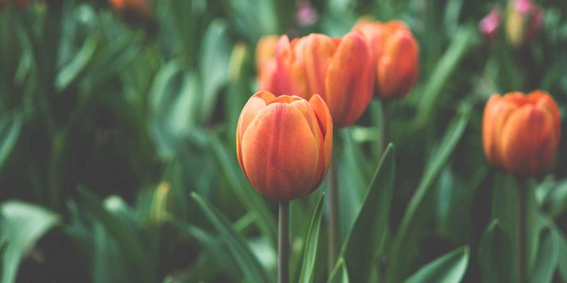 底盘调校的“玄学”与科学:如何平衡舒适与运动?主流品牌风格全解析 | 行车易